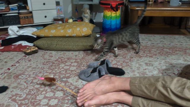 今朝の捕獲…収穫あり!!の記事動画
