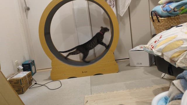 レイニーブルーの“NEW”プロフィール！の記事動画