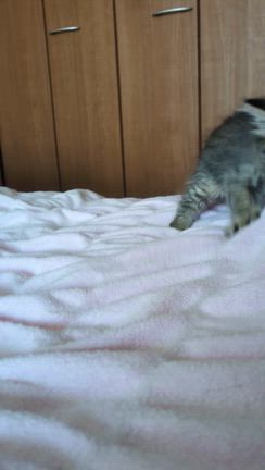 つくしからのお願い(*´˘`*)の記事動画