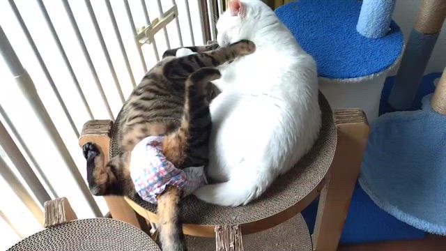 大股開きのめるる"(∩>ω<∩)"の記事動画