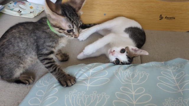 もぐもぐタイム(・u ・)ŧ‹”ŧ‹”の記事動画