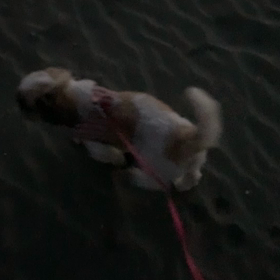 海への画像