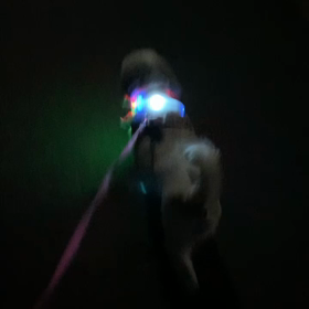 夜のお散歩の画像