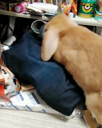 襲われたカバンの記事動画