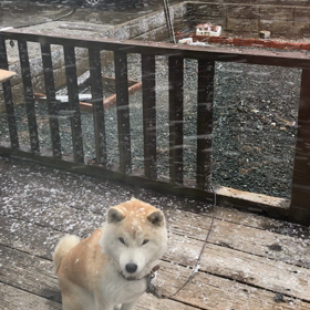 雪が降った！の画像