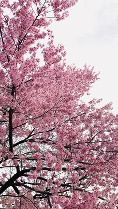 長野県内の桜沢山見れましたの記事動画