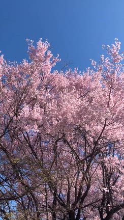 長野県内の桜沢山見れましたの記事動画