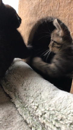 とら  と  にぼしの記事動画