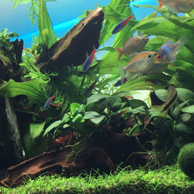 アクアリウム【覗き見】の画像