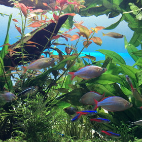 アクアリウム【危機管理能力】の画像