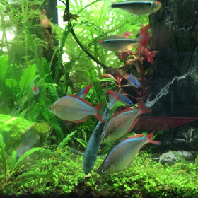 アクアリウム【デトックス】の画像