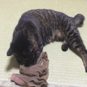またたびの画像