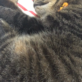 すやすやの画像