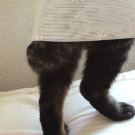 ふりふりの画像