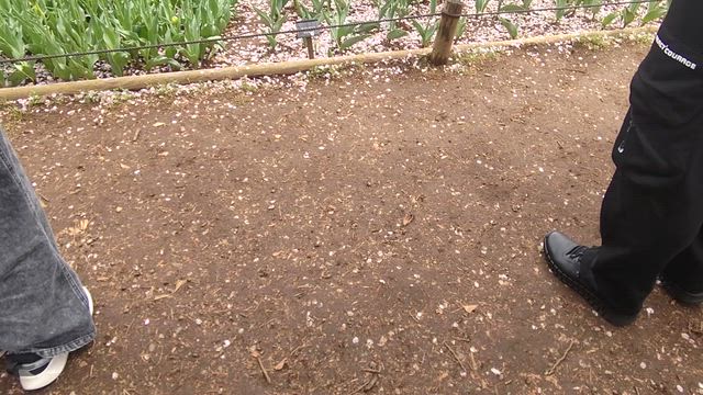 2026年桜の季節の「昭和記念公園」の記事動画