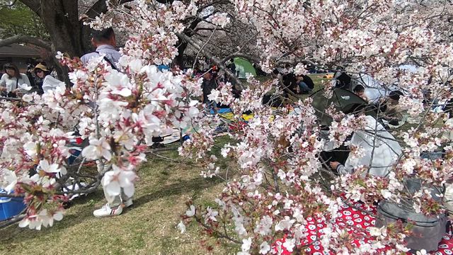 2026年桜の季節の「昭和記念公園」の記事動画