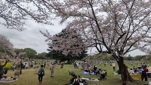 2026年桜の季節の「昭和記念公園」の記事動画