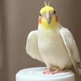 オカメインコ　　ダンス上手の画像