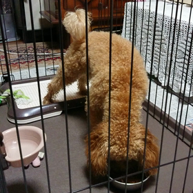 犬！の画像