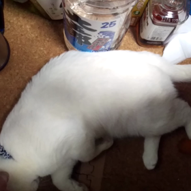 ねこの画像
