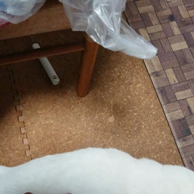 猫の画像