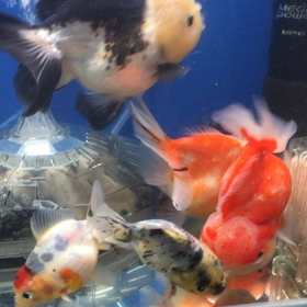 プリプリ泳いでます！の画像