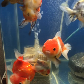 今日の水槽の画像