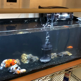 水槽立ち上げ②の画像