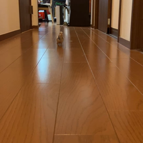 この子の名前は『ブルノ』です！！の画像