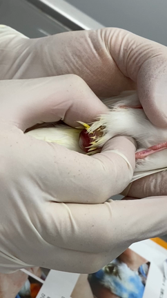 鳥の助産(文鳥の卵塞)の記事動画