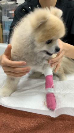 こんな呼吸音に注意！＜犬の口腔内腫瘍〜奇跡の生還〜＞の記事動画