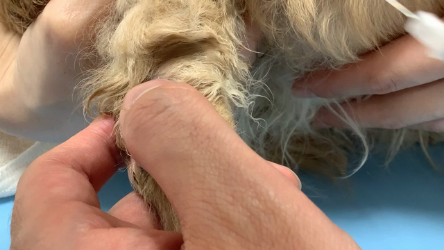 ３分でわかる！動物病院用語解説①　フィラリア検査ってなに？（動画付き！）の記事動画