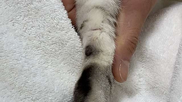 糖尿病の動物に優しい採血法（動画付き！迅速・少量血糖測定器）の記事動画