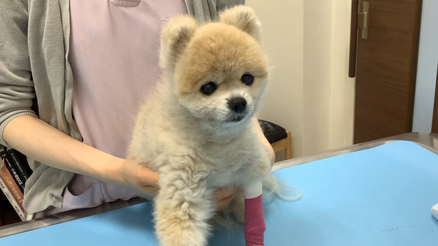 こんな呼吸音に注意！＜犬の口腔内腫瘍〜奇跡の生還〜＞の記事動画