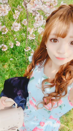 桜の記事動画