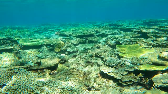 過去最高の暑さ −癒しの竜宮城−の記事動画