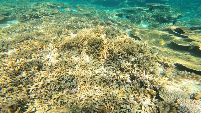 過去最高の暑さ −癒しの竜宮城−の記事動画