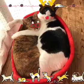 メリークリスマスの画像