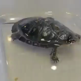 はじめての…①の画像