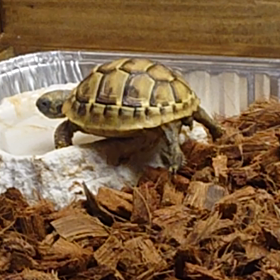 ジョロローの画像