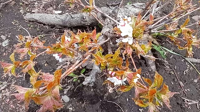 1日強風の日☆庭の桜を見ながら焼肉〜桜の木の側から出てる枝の桜も咲いてます〜満開までもう少しの記事動画