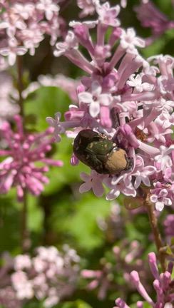 リラ(ライラック)の花の蜜を吸うのは...何？ (+Mov.)の記事動画