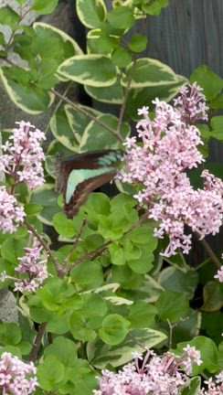 煙の木の1mmほどの小さな花と蝶の舞(+Mov.)の記事動画