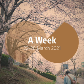 桜の画像