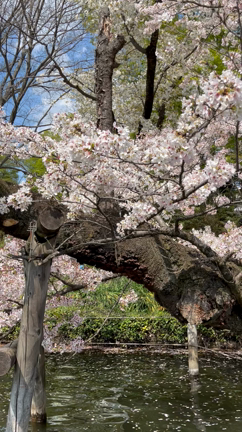 サクラサク☆井の頭公園でミステリーアテンダント♪の記事動画