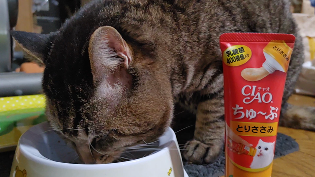 今日のにゃんこの記事動画