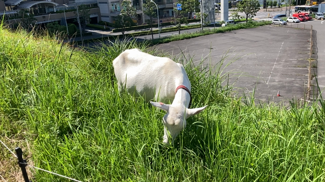 コロナワクチン一回目の記事動画