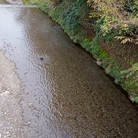 カラスの行水の画像