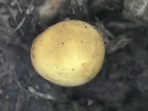 【閲覧注意！】コクワガタ飼育② 〜孵化の瞬間を50倍顕微鏡で撮影〜の記事動画