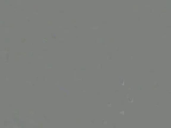タマムシ飼育④の記事動画